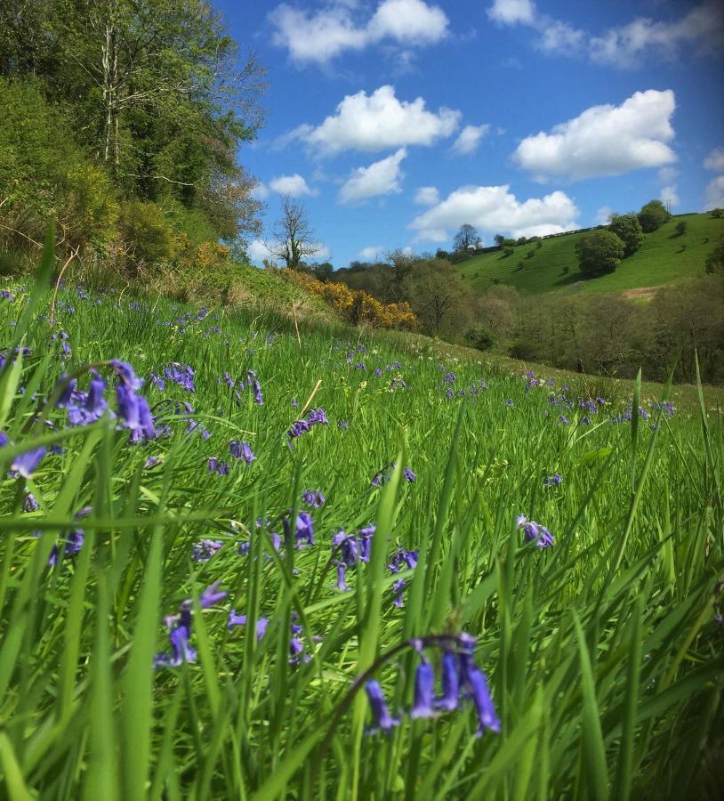 Nantgwynfaen Organic Farm Wales Villa Llandysul Luaran gambar
